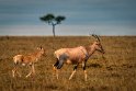 017 Masai Mara, lierantilopes
